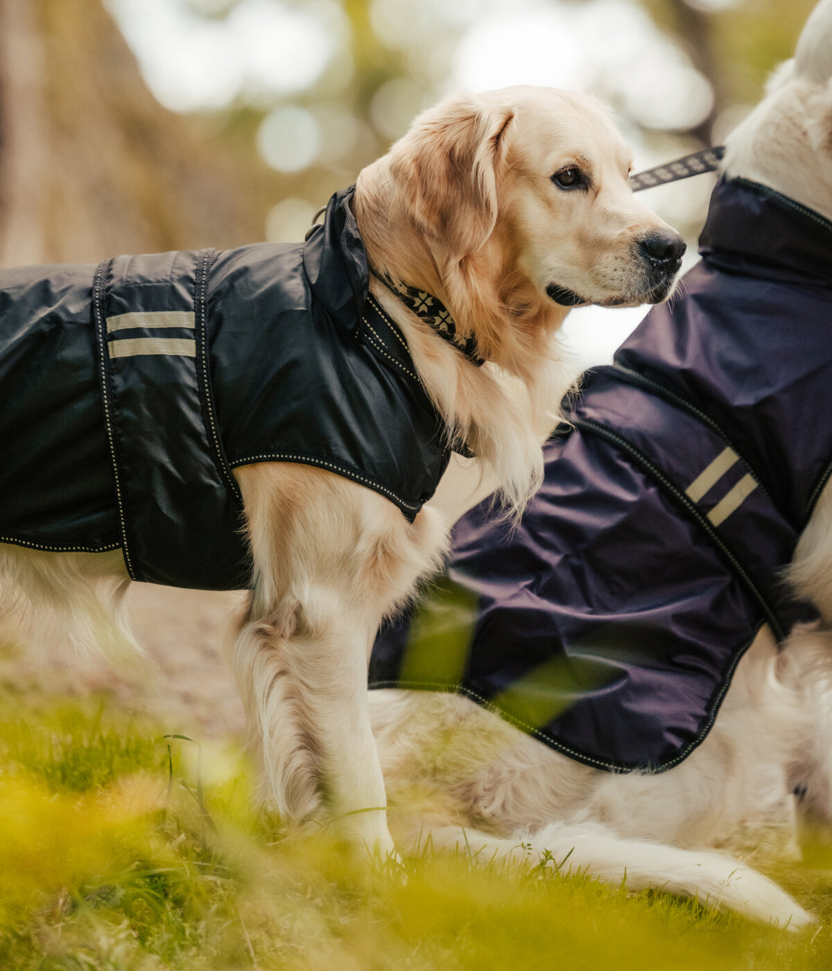 dog coat