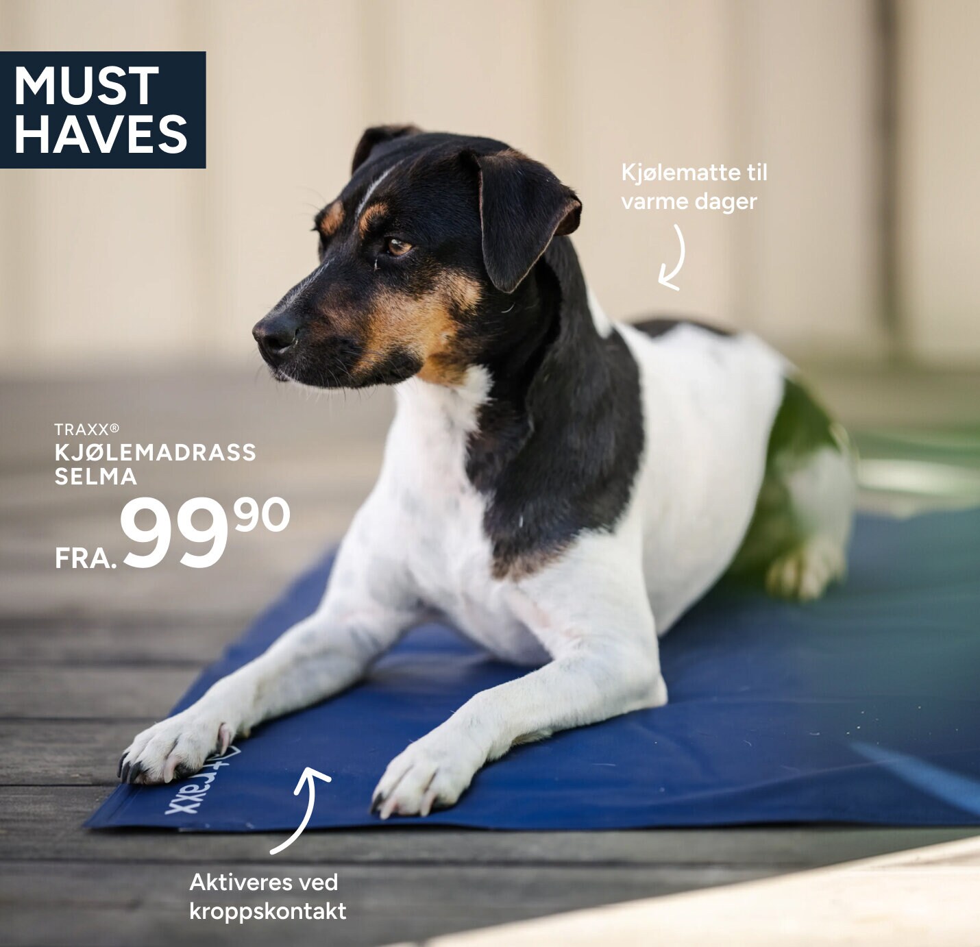 dog on a cooling mat