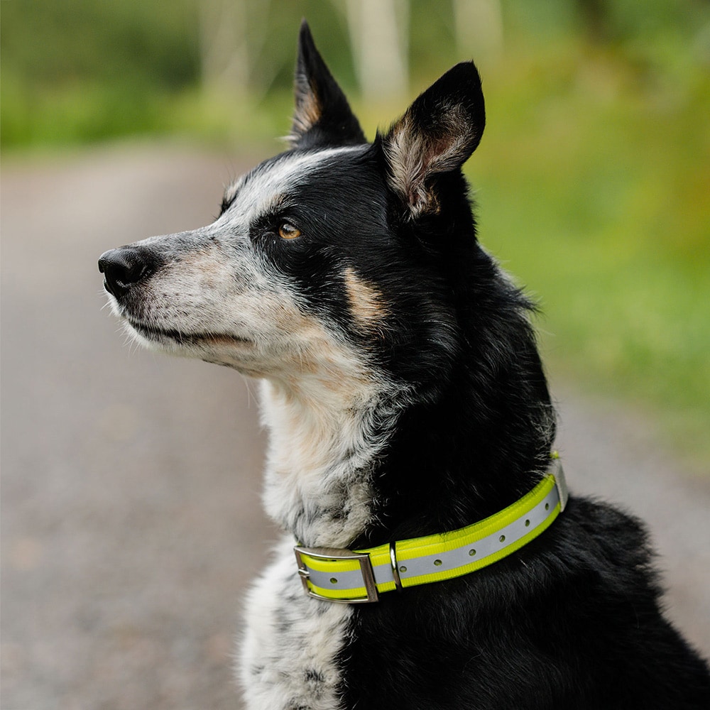 Halsbånd Hund Rexa traxx®