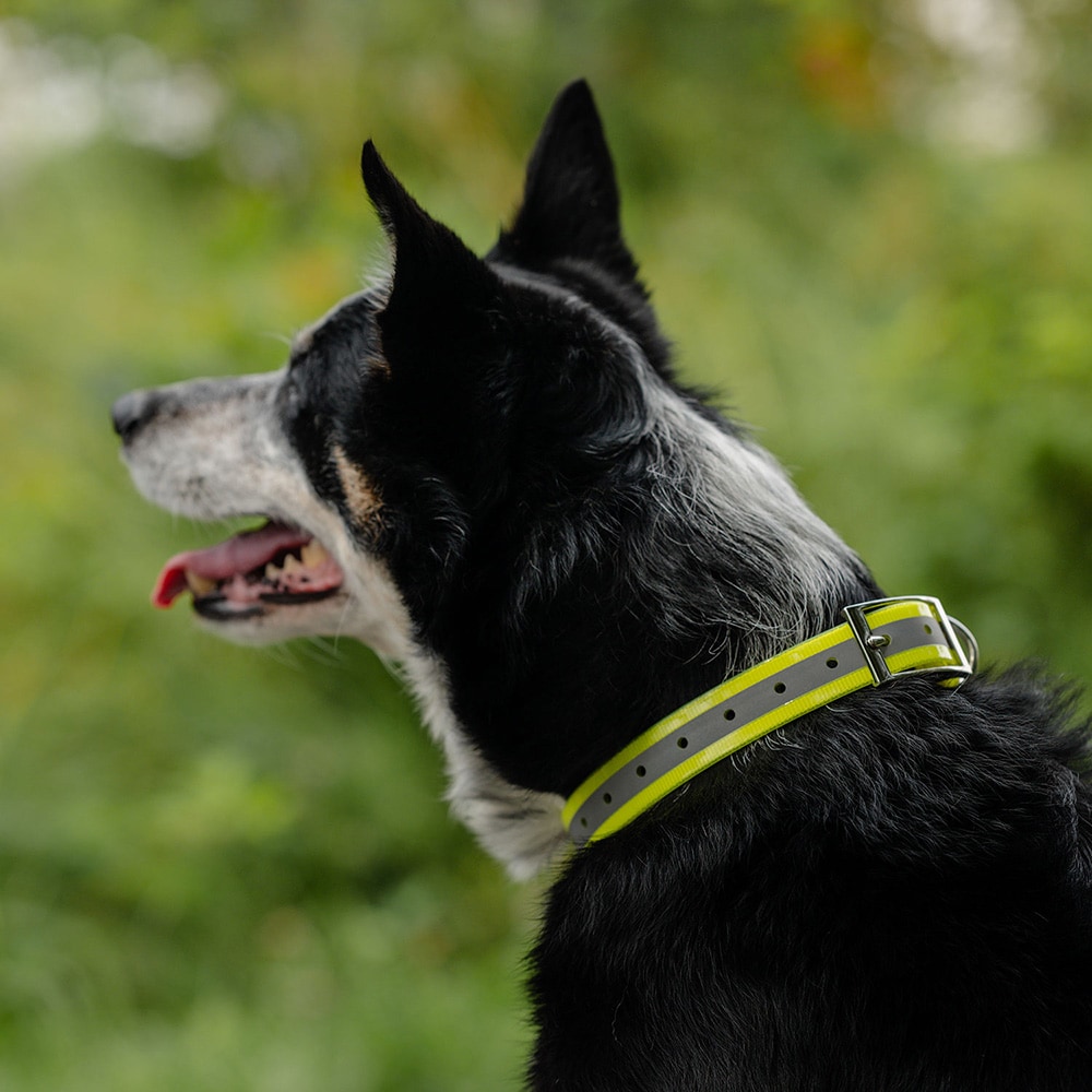 Halsbånd Hund Rexa traxx®