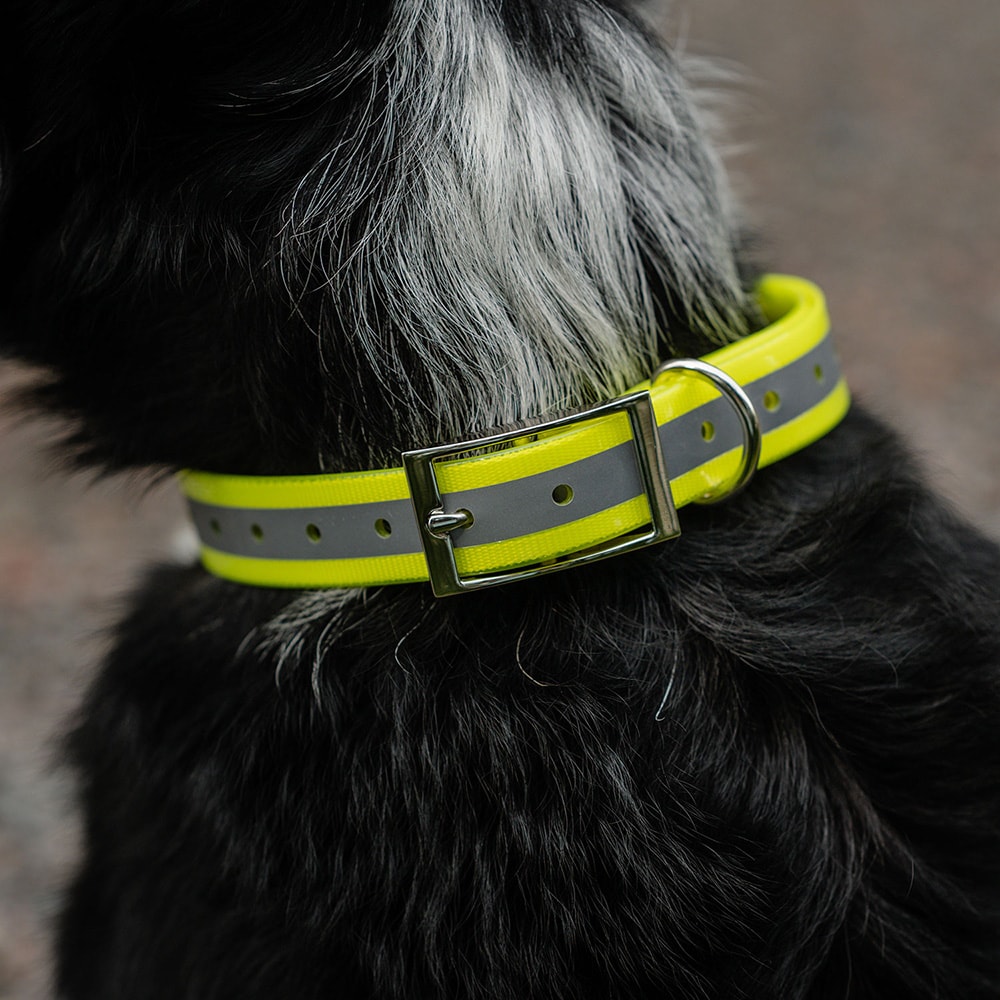 Halsbånd Hund Rexa traxx®