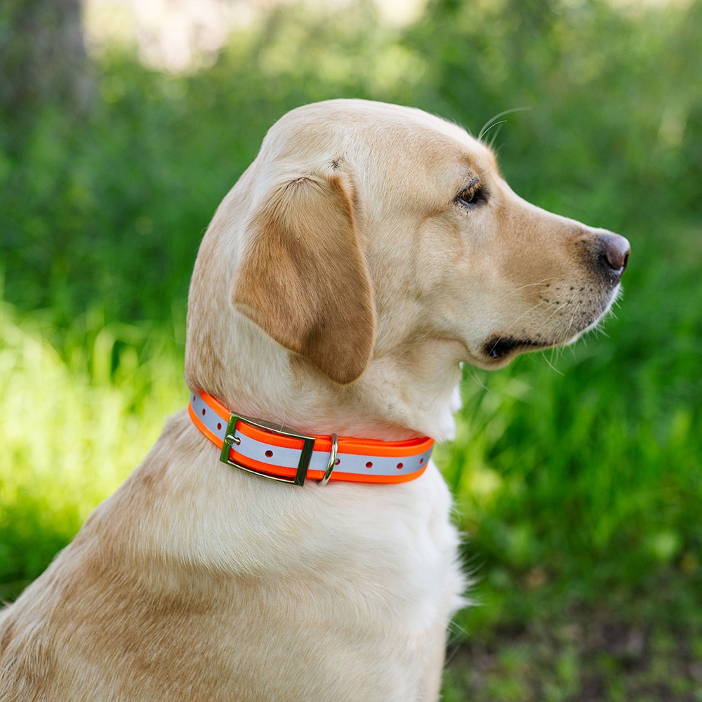 Halsbånd Hund Rexa traxx®