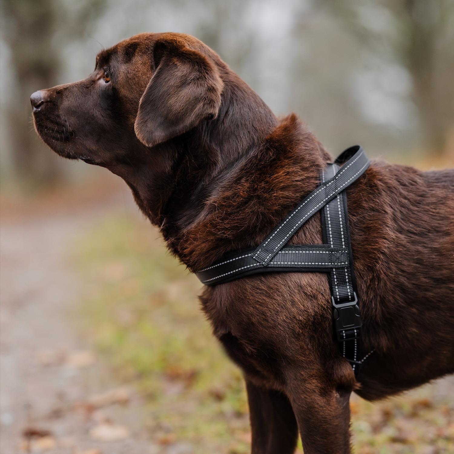 Hundesele Base 2.0 traxx®