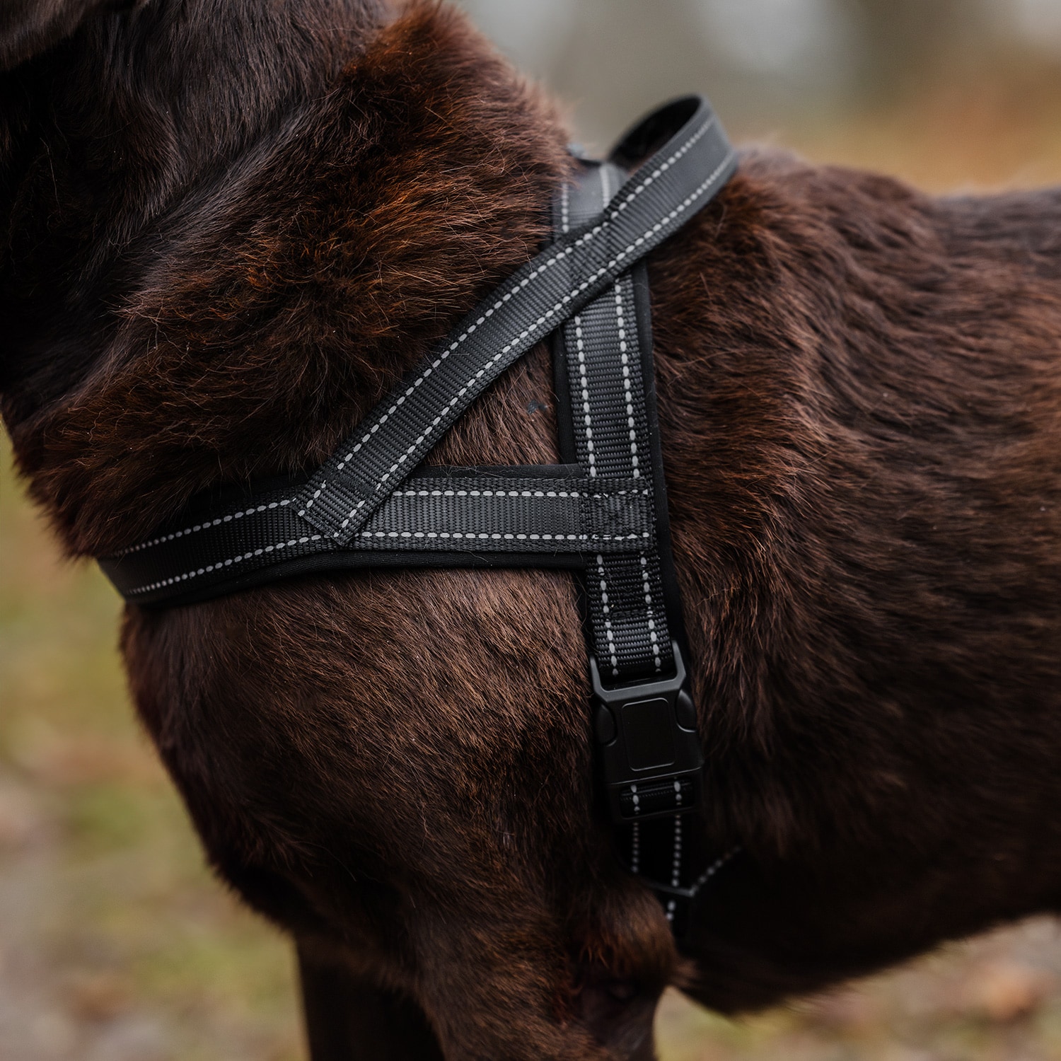 Hundesele Base 2.0 traxx®