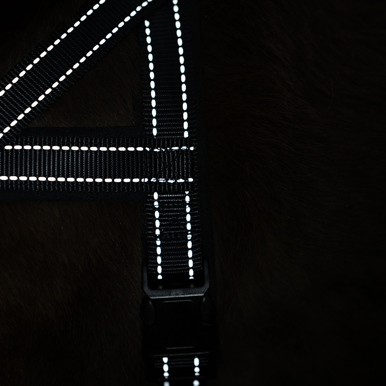 Hundesele Base 2.0 traxx®