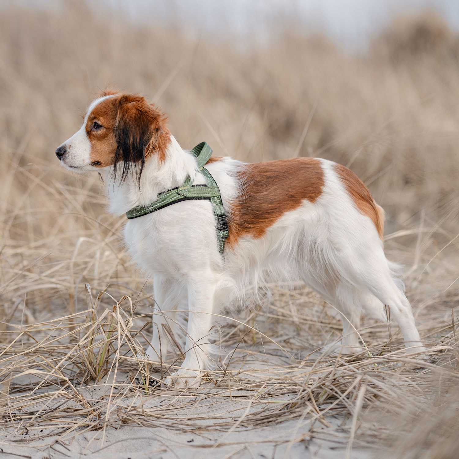 Hundesele Base 2.0 traxx®