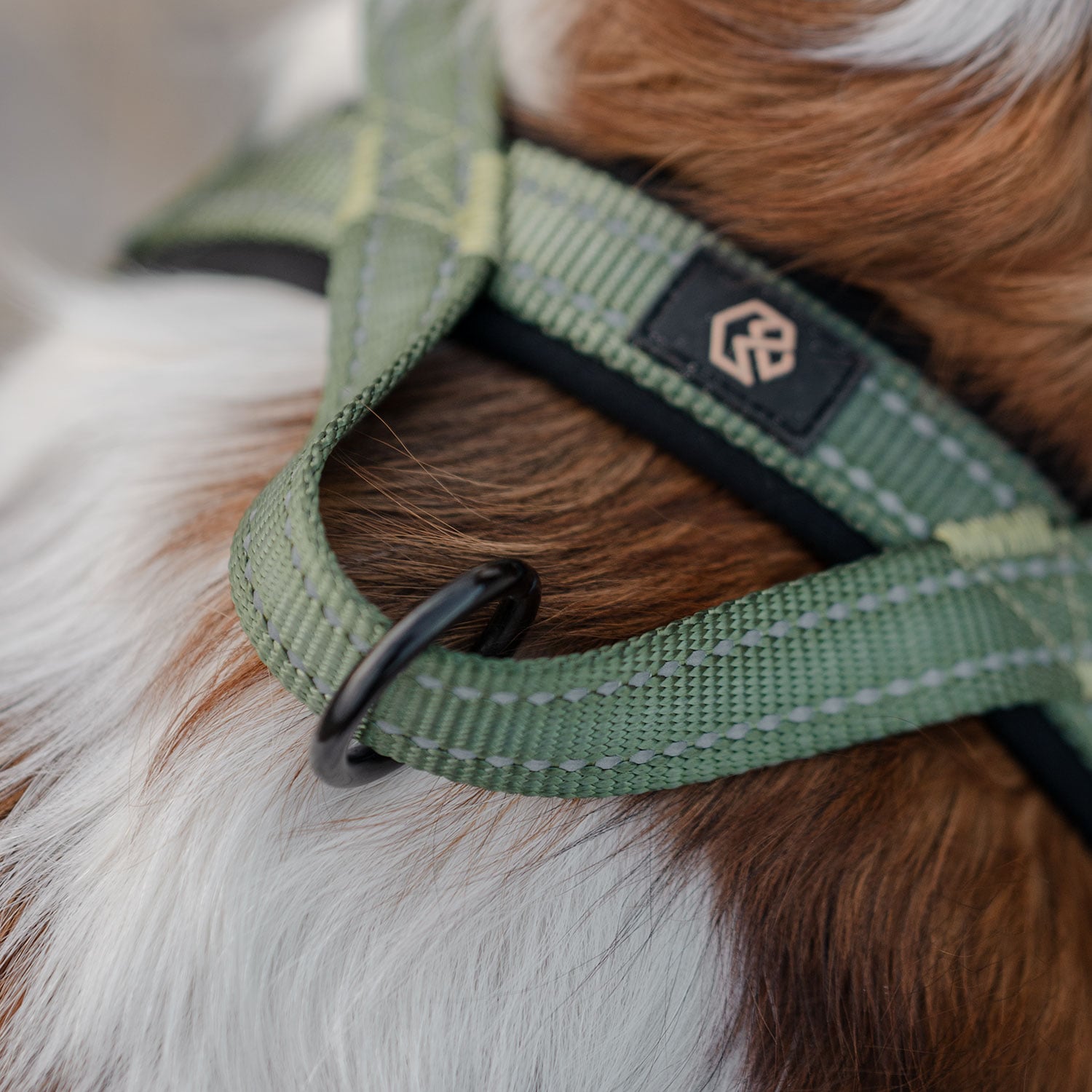 Hundesele Base 2.0 traxx®