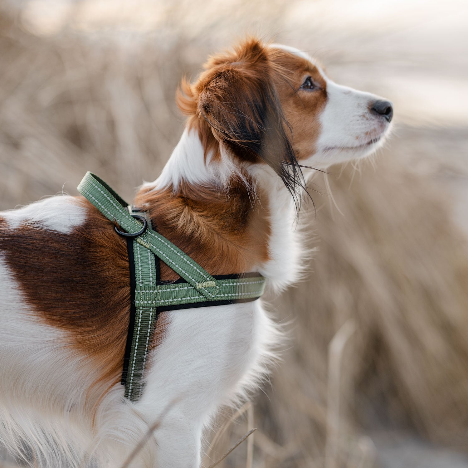 Hundesele Base 2.0 traxx®