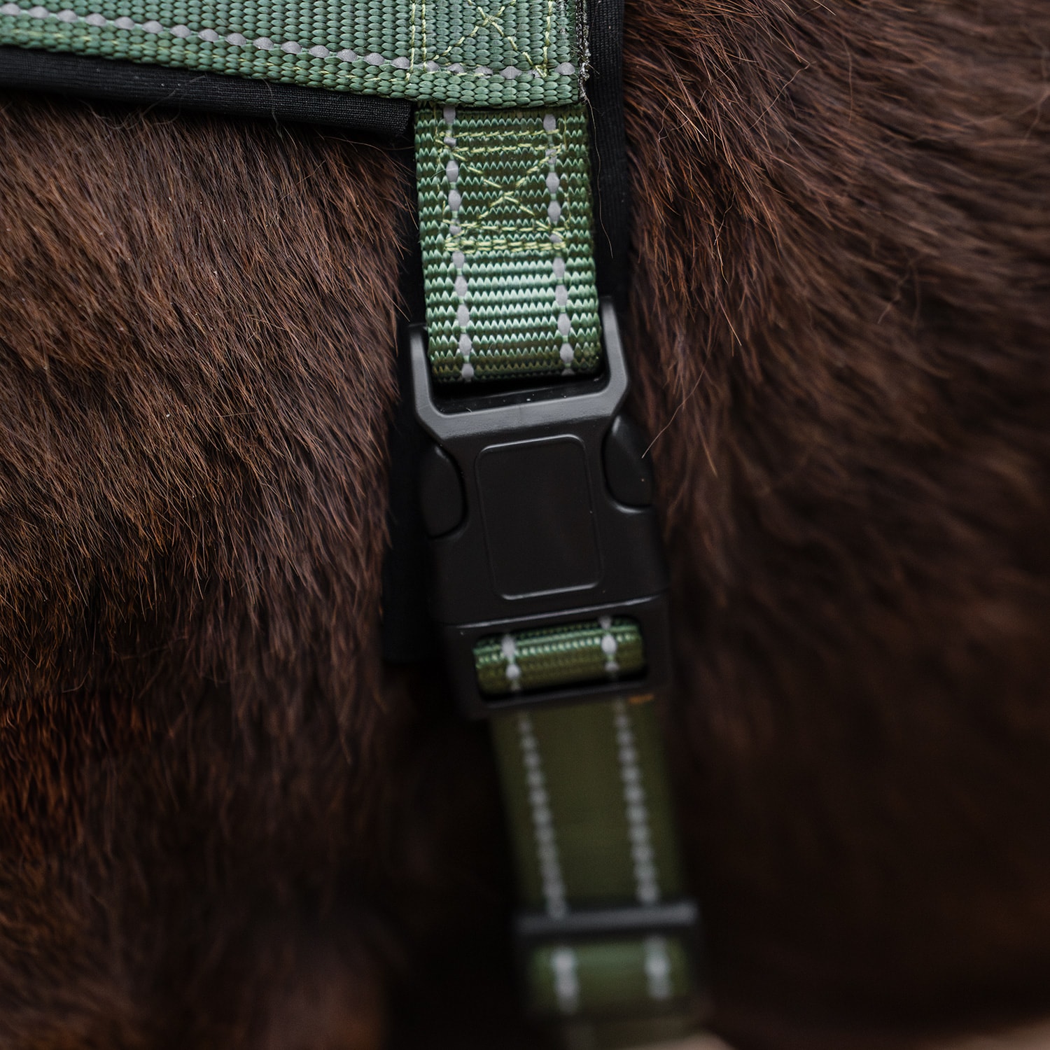 Hundesele Base 2.0 traxx®