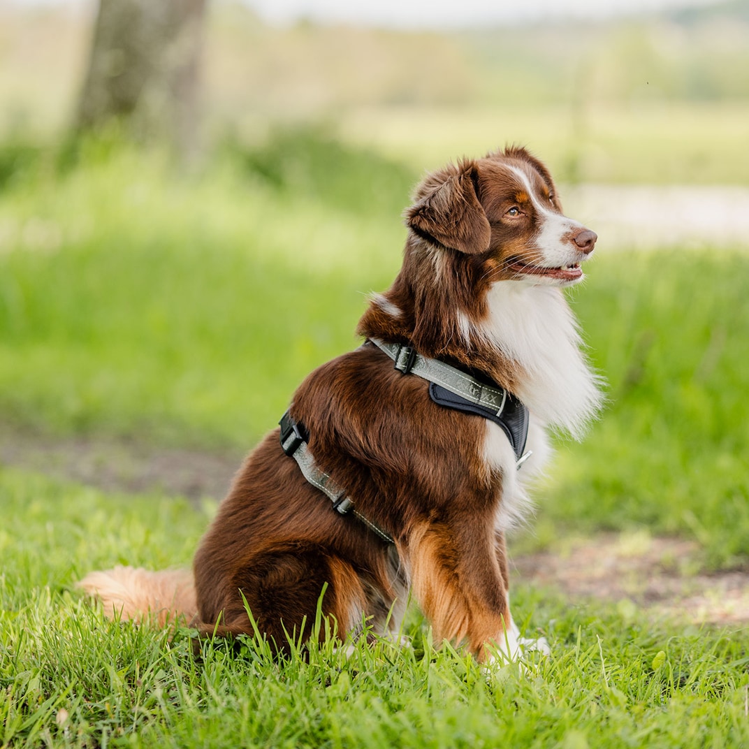 Hundesele Troja traxx®