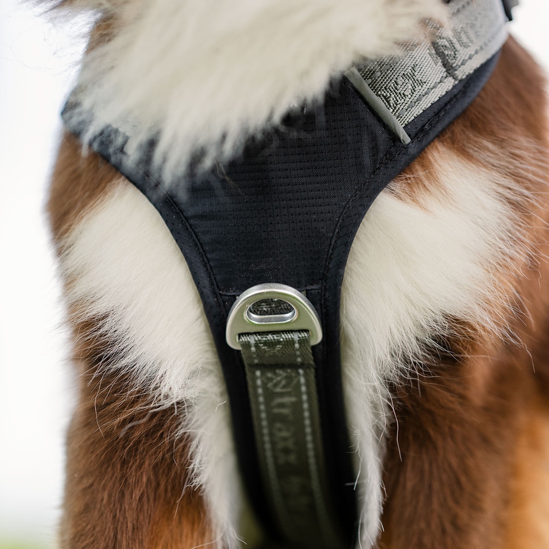 Hundesele Troja traxx®