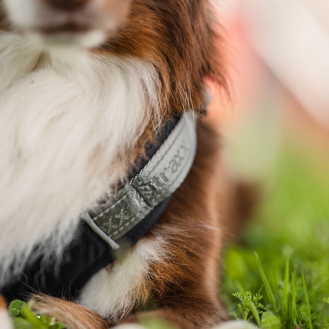Hundesele Troja traxx®