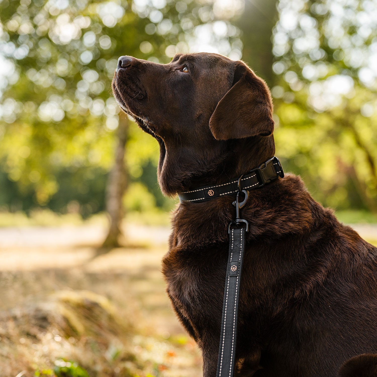 Halsbånd og kobbel Hund Traxx Base Multi 2.0 Halsband traxx®