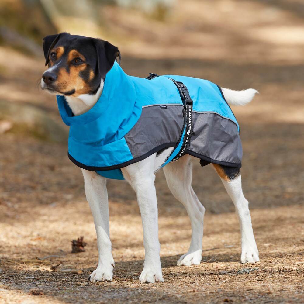 Showmaster hund