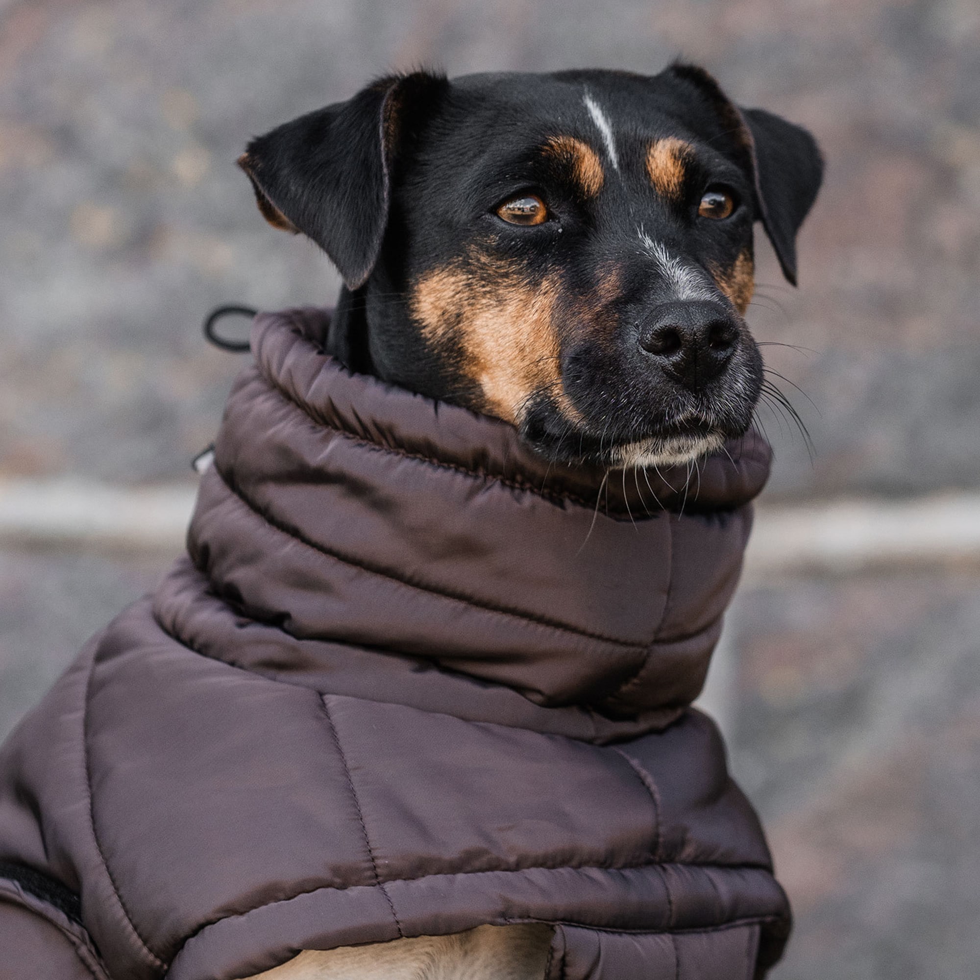 Hundedekken Loco Puffer traxx®