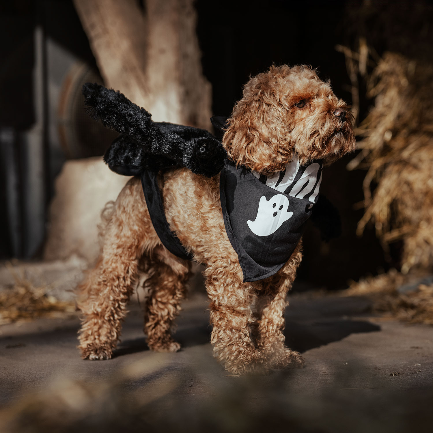 Halloween Spider traxx®