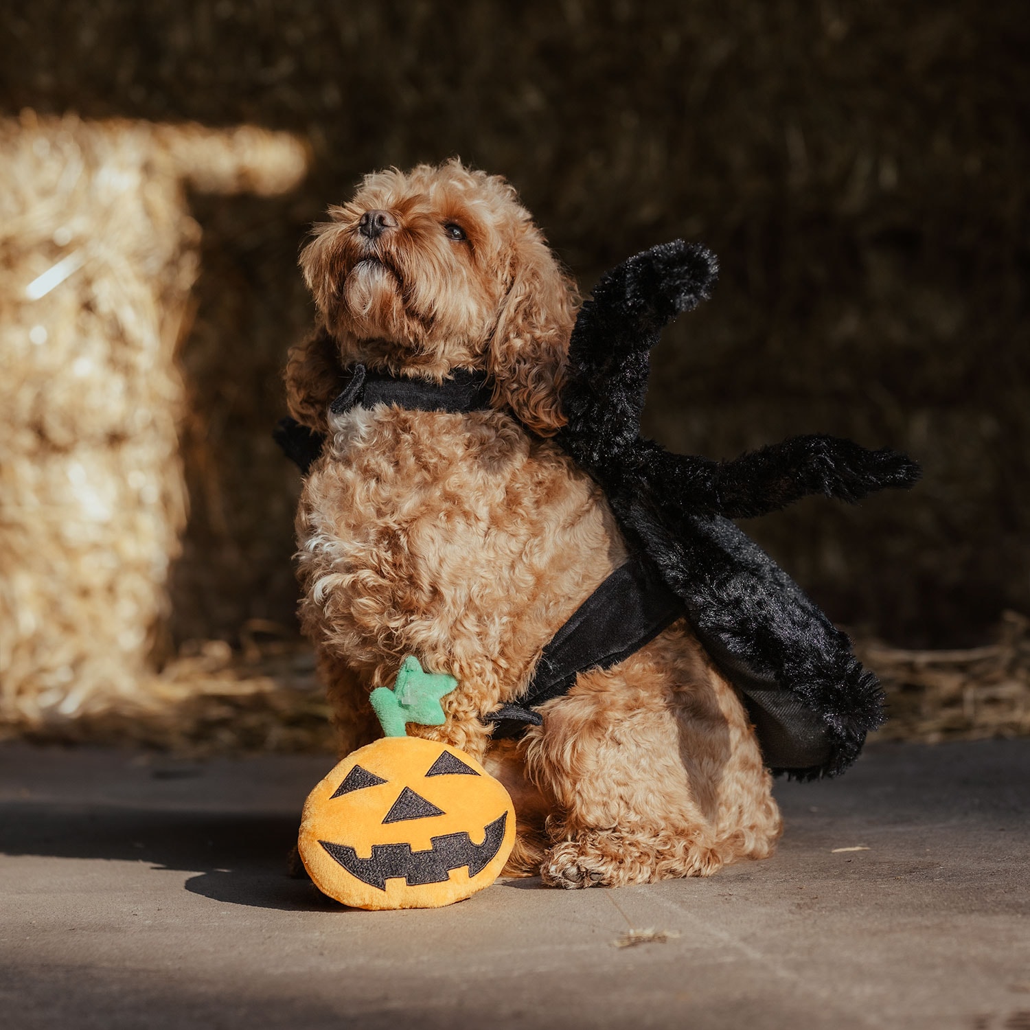 Hundeleke  Halloween Pumpkin traxx®