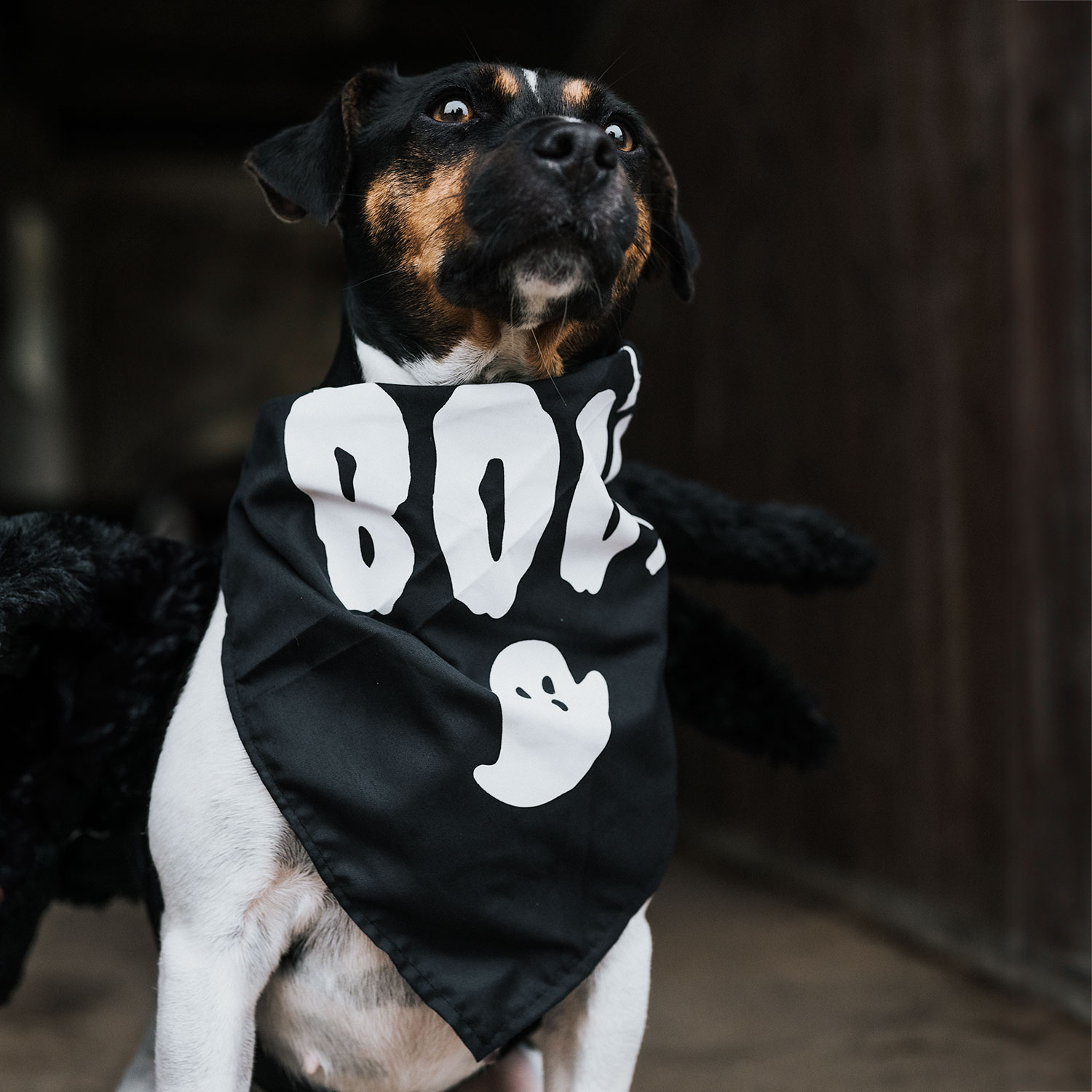 Skjerf Hund Halloween traxx®