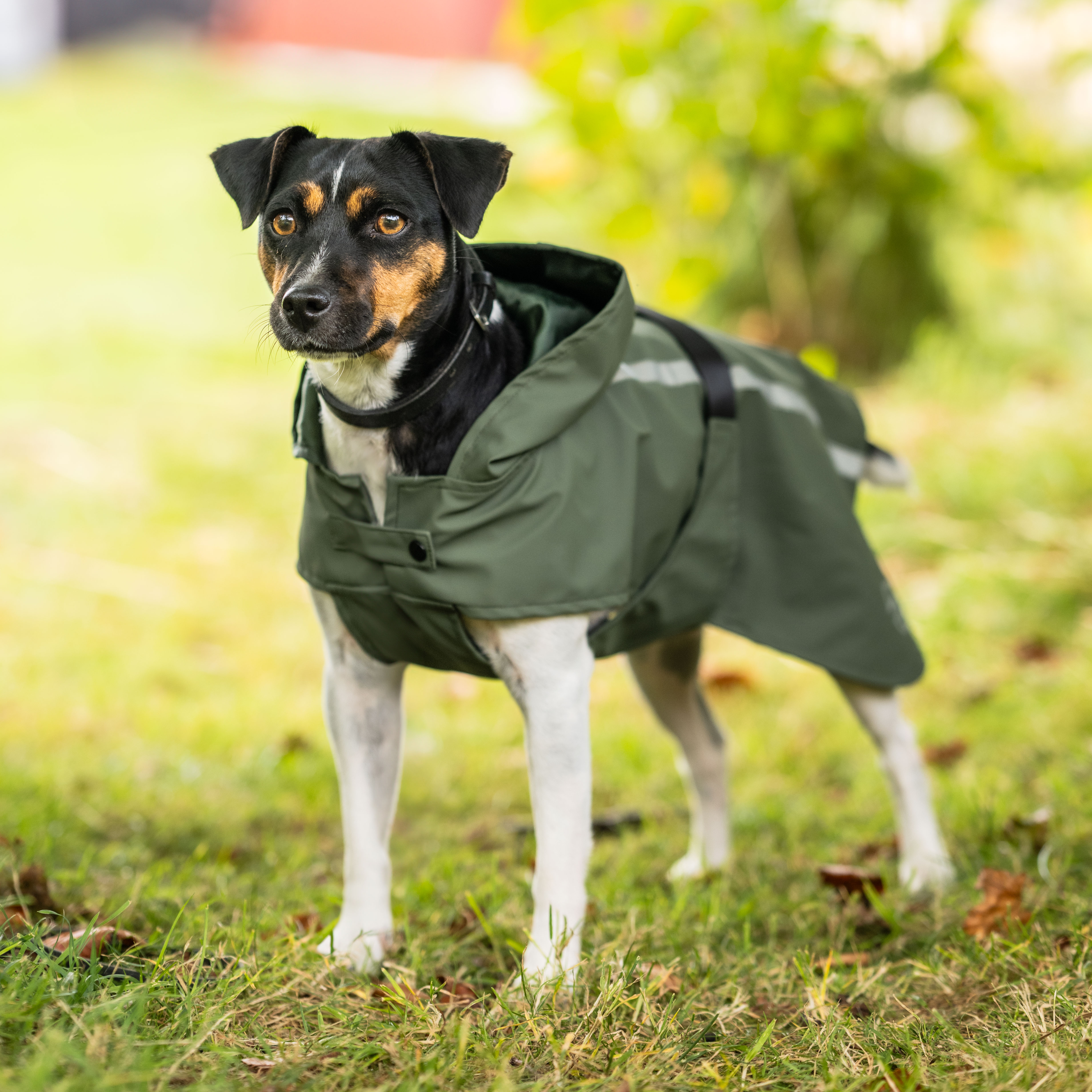 Regndekken Hund Archy traxx®
