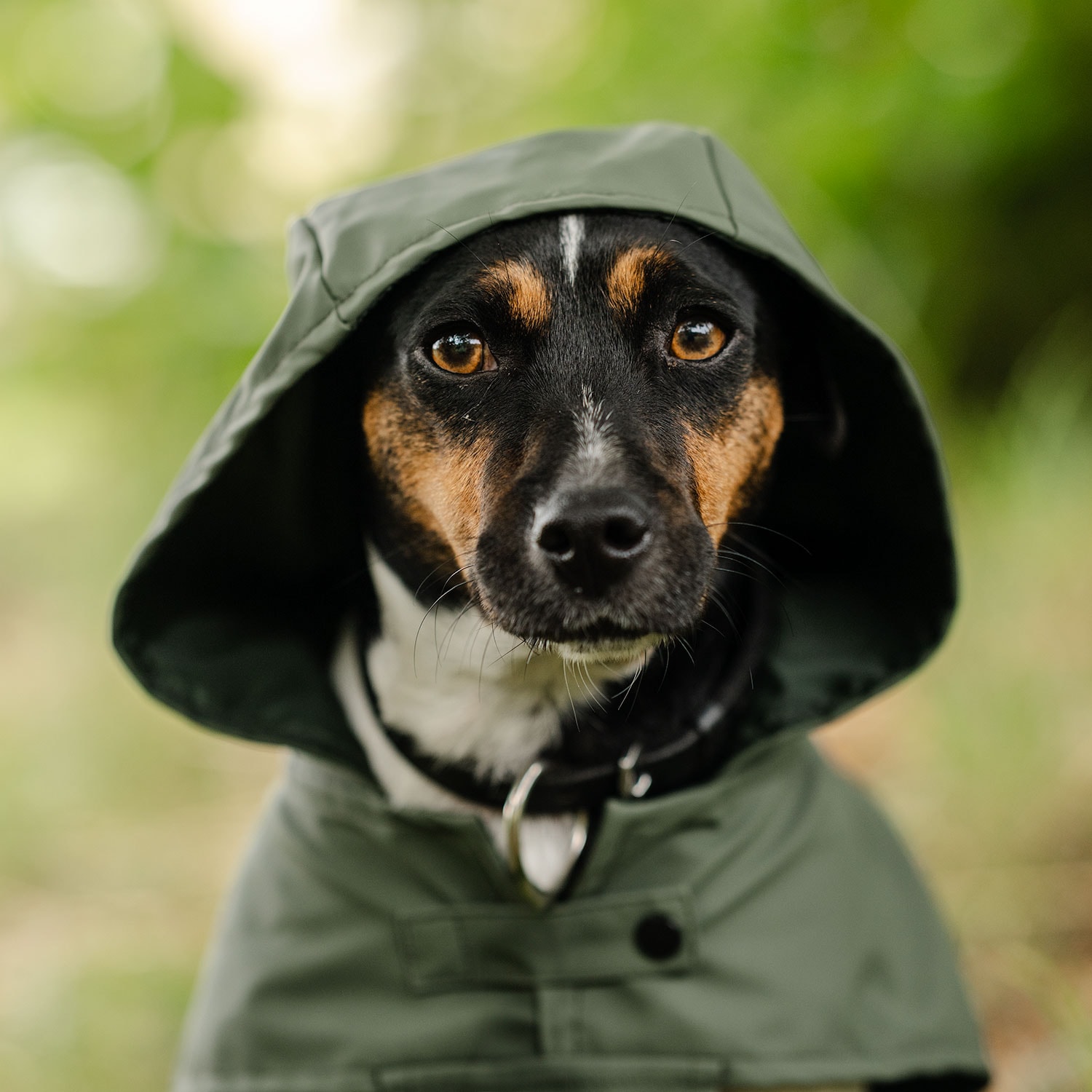 Regndekken Hund Archy traxx®