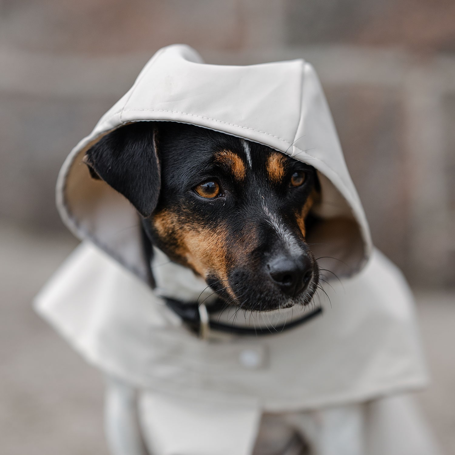 Regndekken Hund Archy traxx®