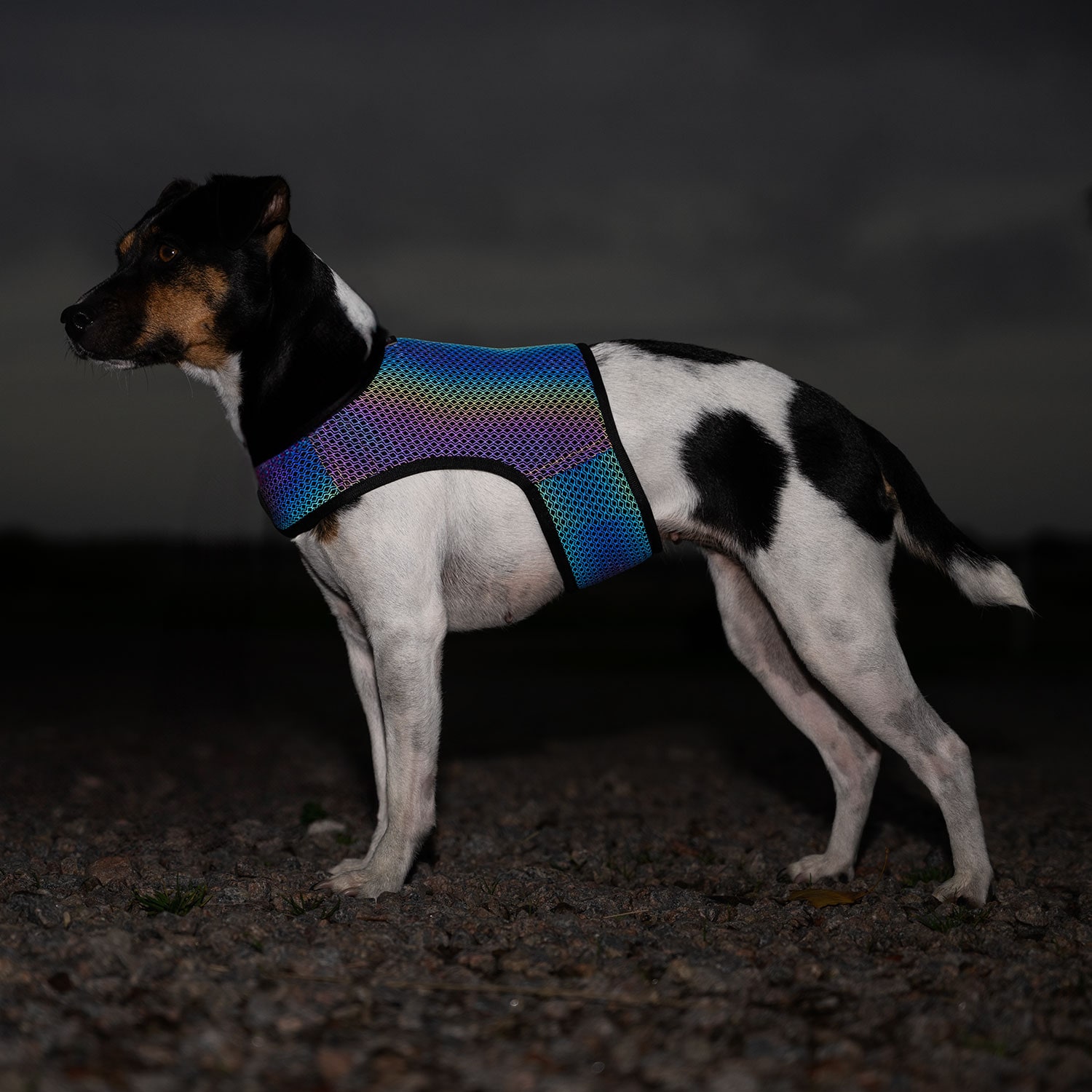 Refleksvest Hund Farid traxx®