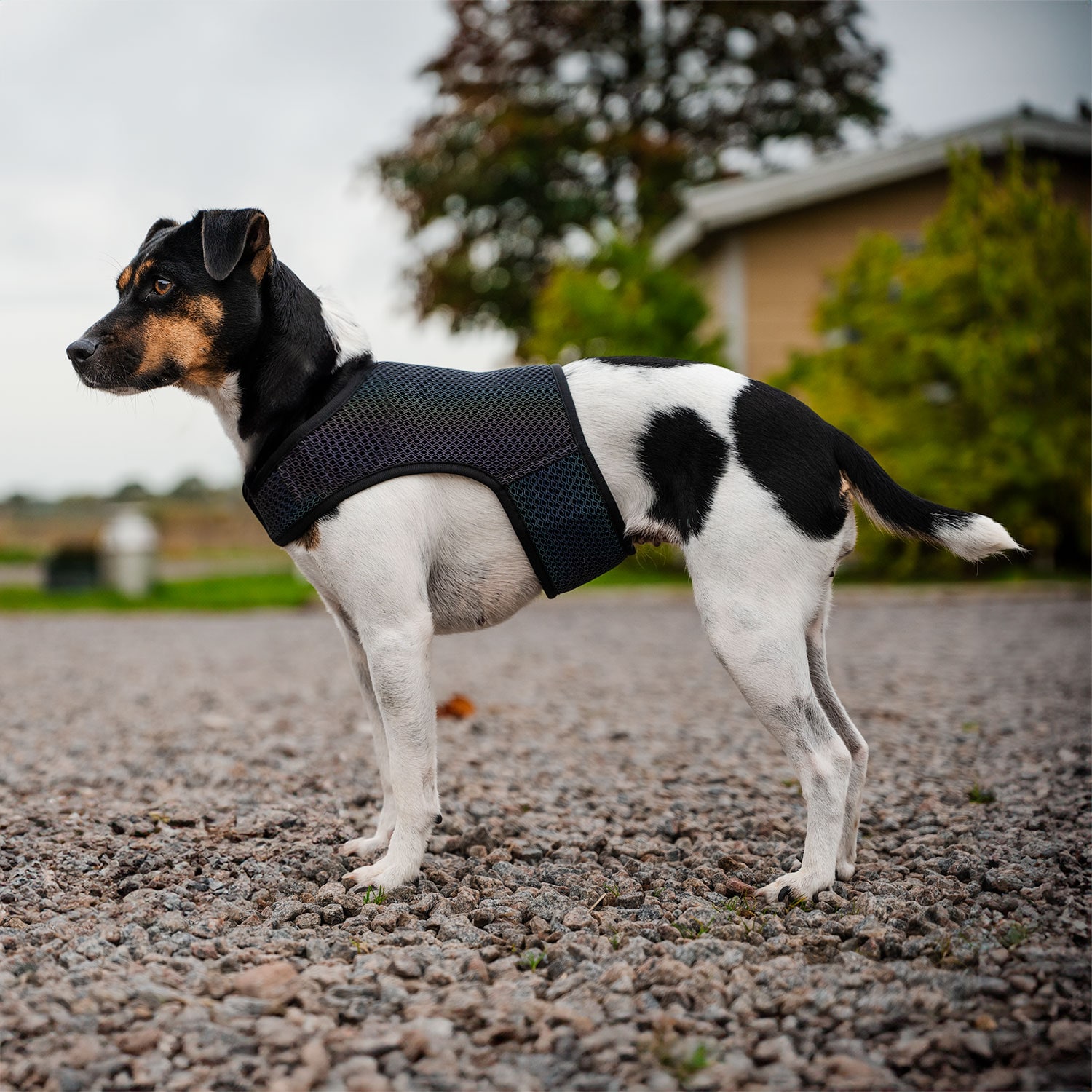 Refleksvest Hund Farid traxx®
