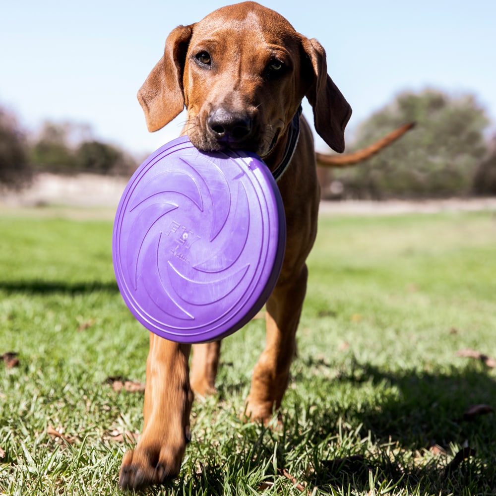 Hundeleke  Frisbee traxx®