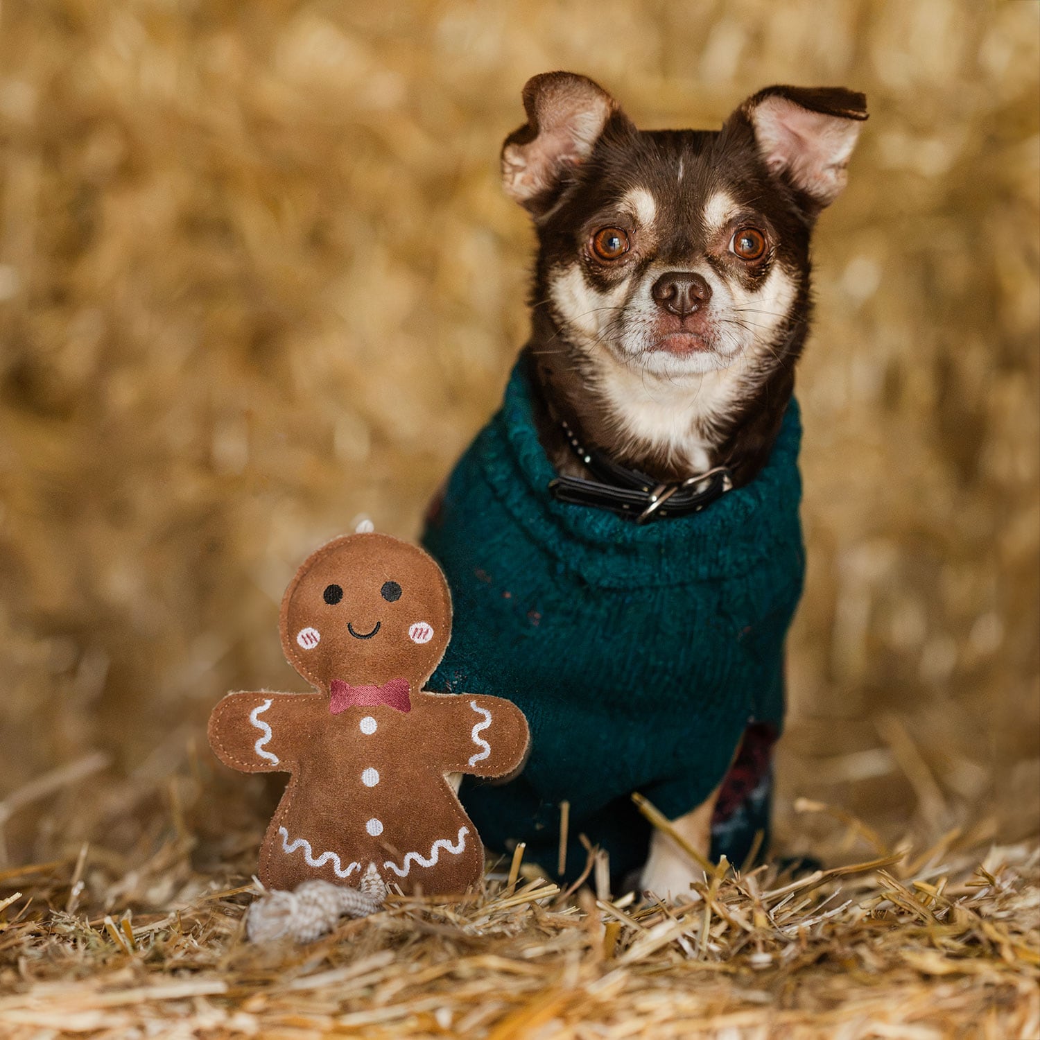 Hundeleke Gingerbread traxx®