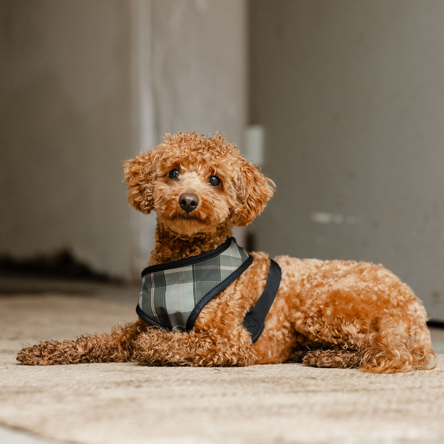 Hundesele Pardis traxx®