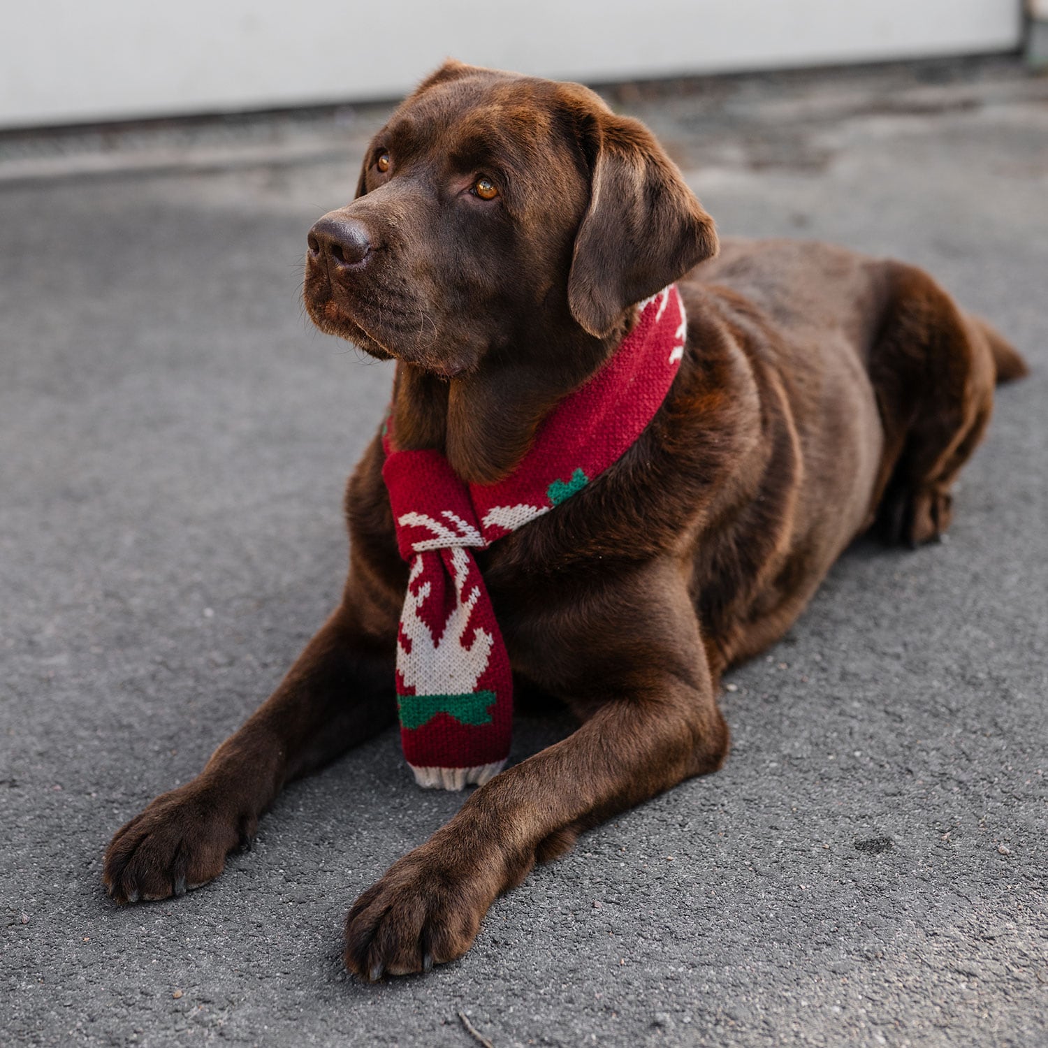Hals Hund Christmas traxx®