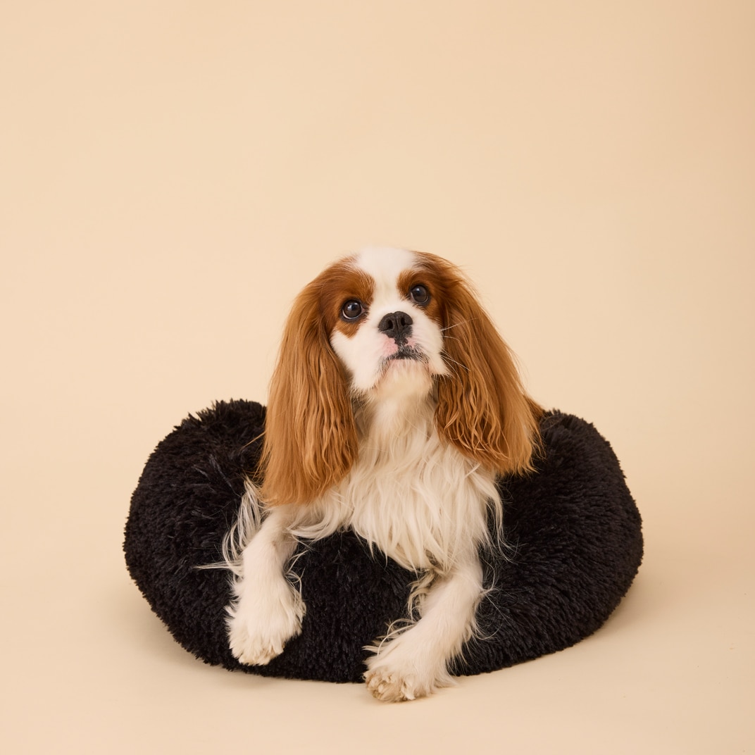 Hundeseng Gizmo traxx®