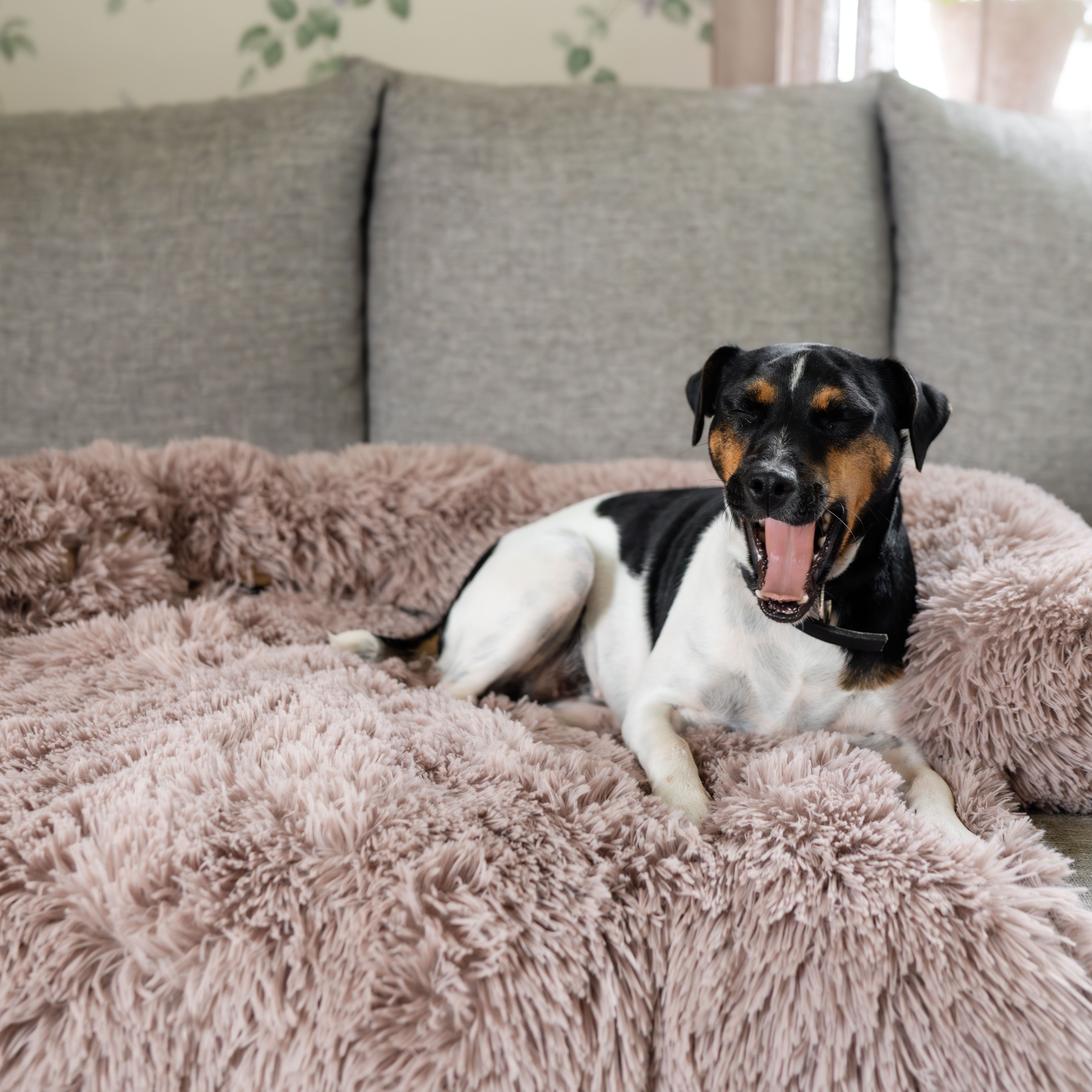 Hundeseng  Pella traxx®