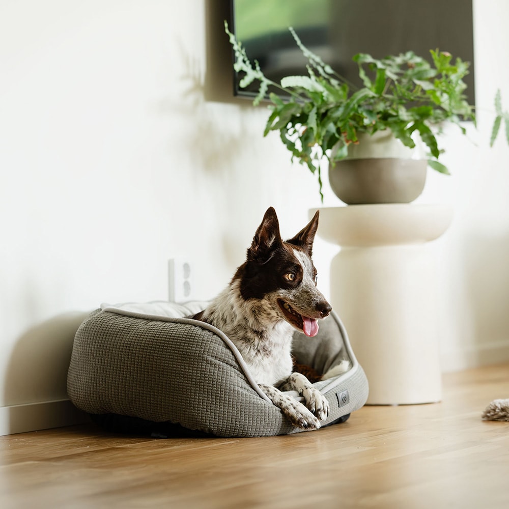 Hundekurv  Traxx Sejla Hundbädd traxx®
