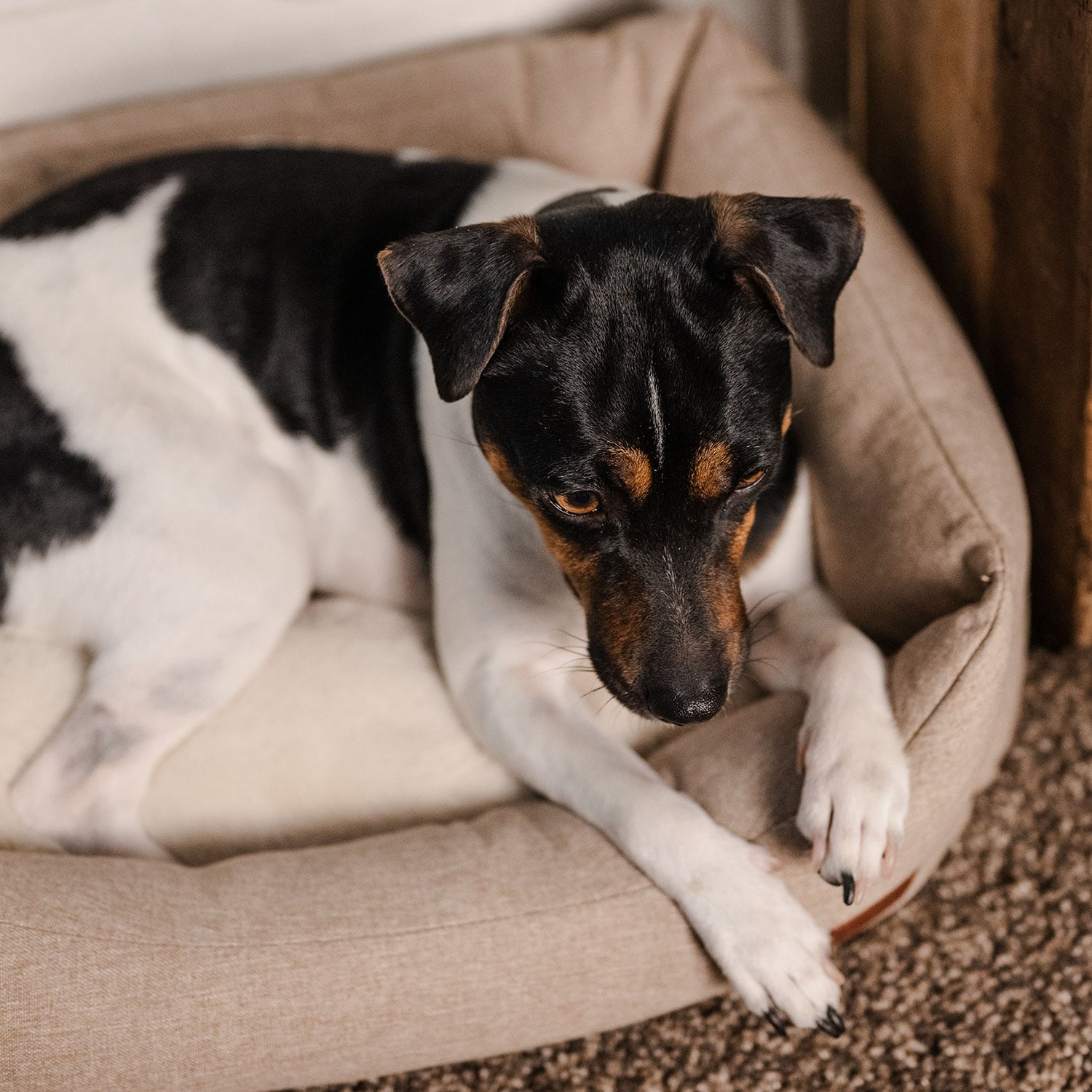 Hundeseng Ezana traxx®