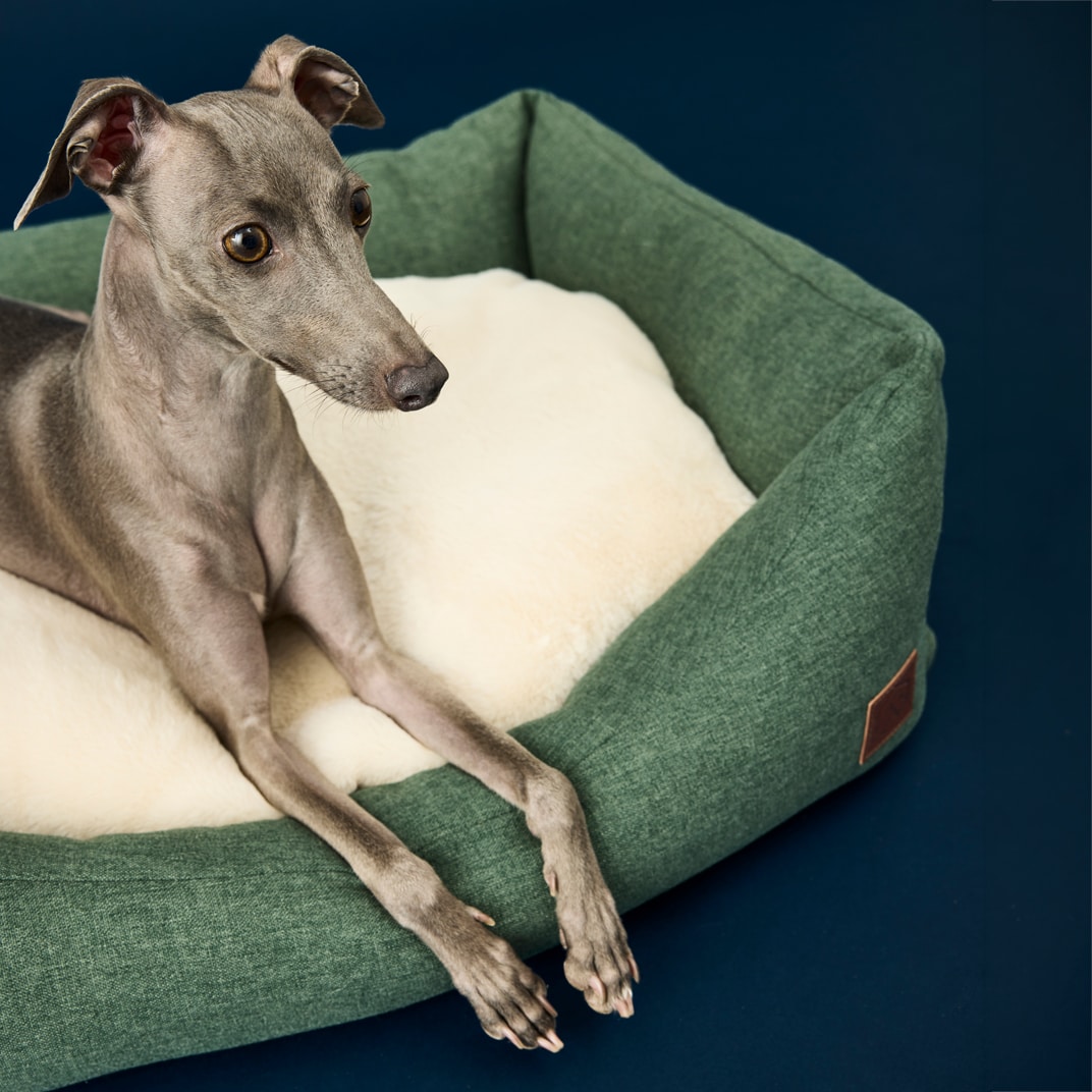 Hundeseng Ezana traxx®