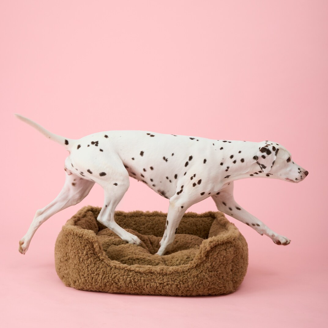 Hundeseng Furix traxx®