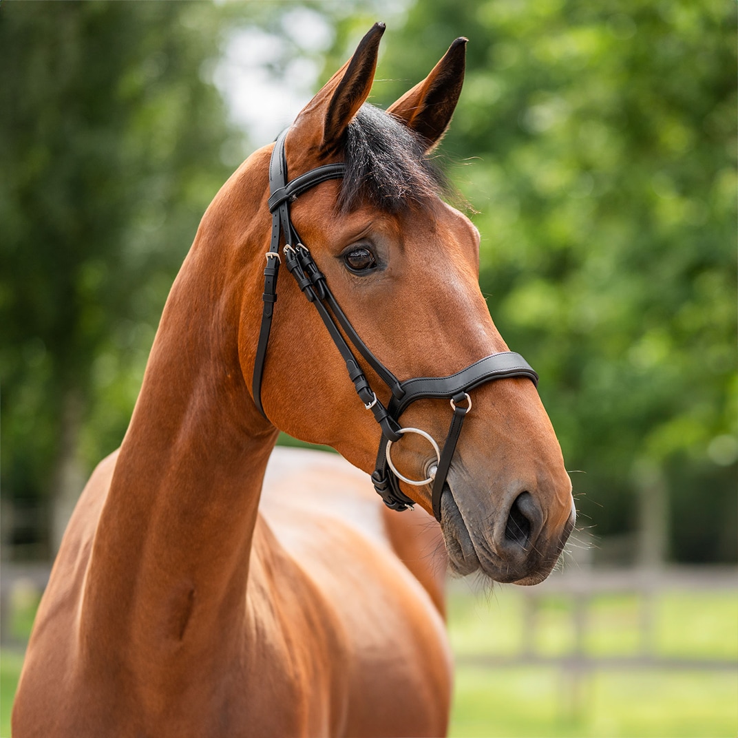 Aachenhodelag Newmarket Fairfield®