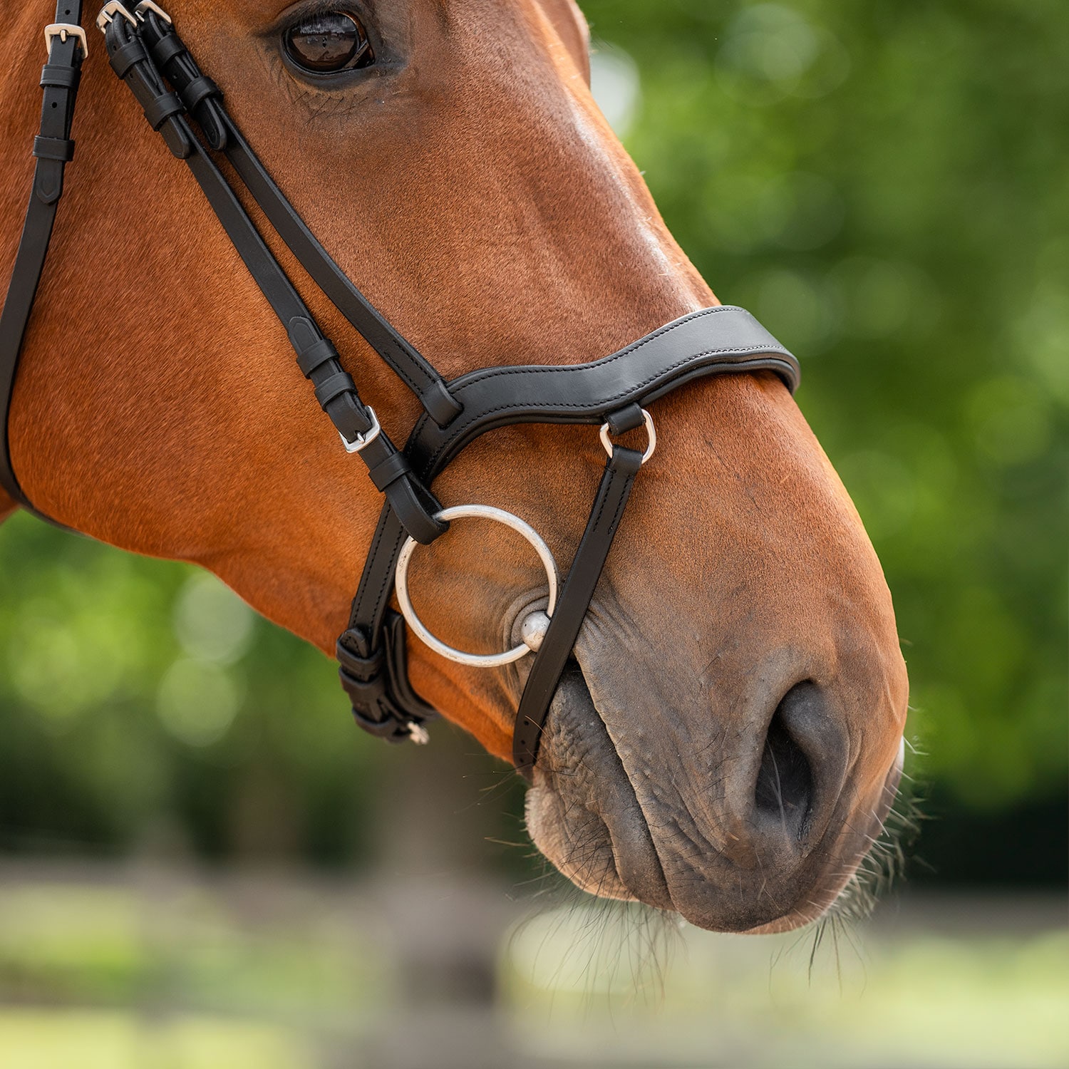Aachenhodelag Newmarket Fairfield®