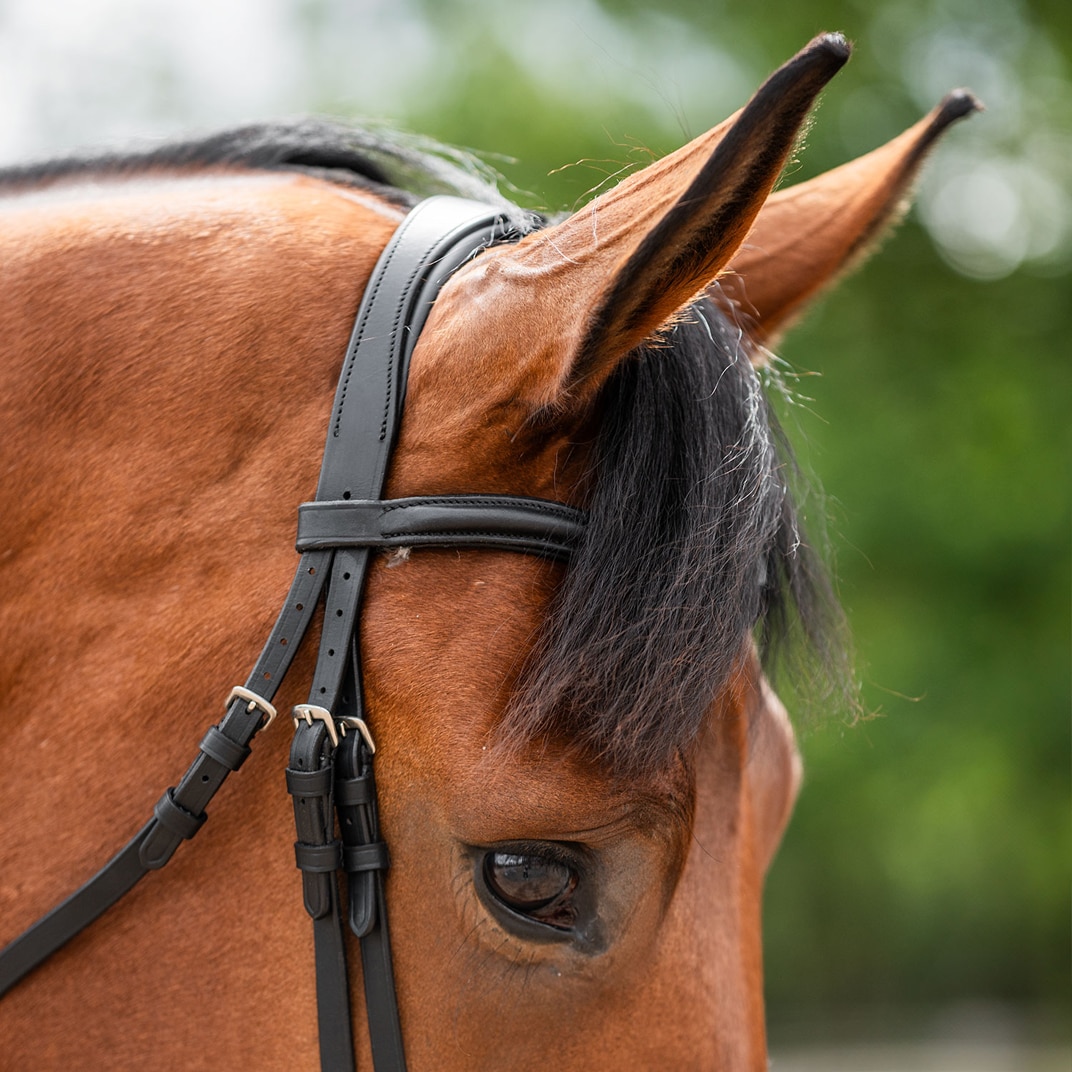 Aachenhodelag Newmarket Fairfield®