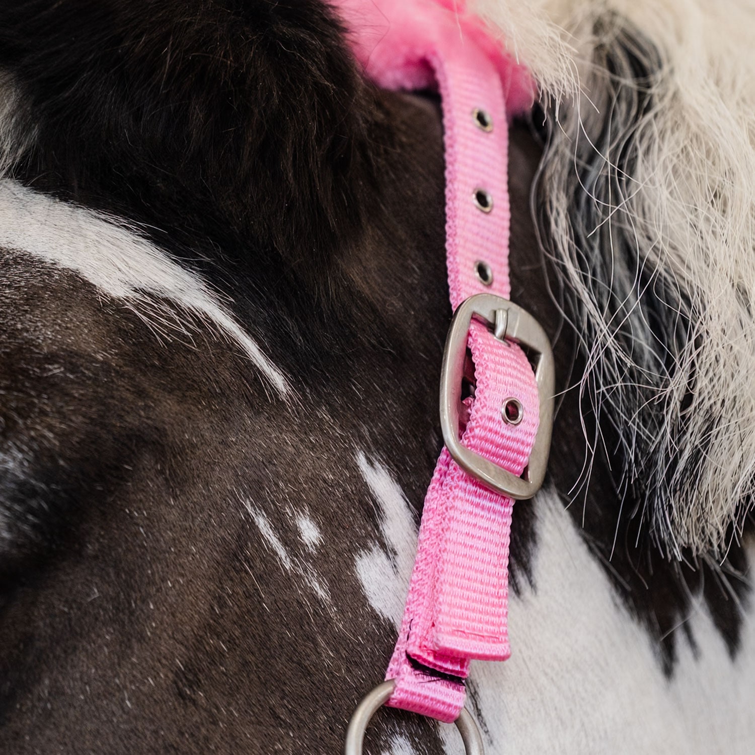 Grime Robin Fairfield®