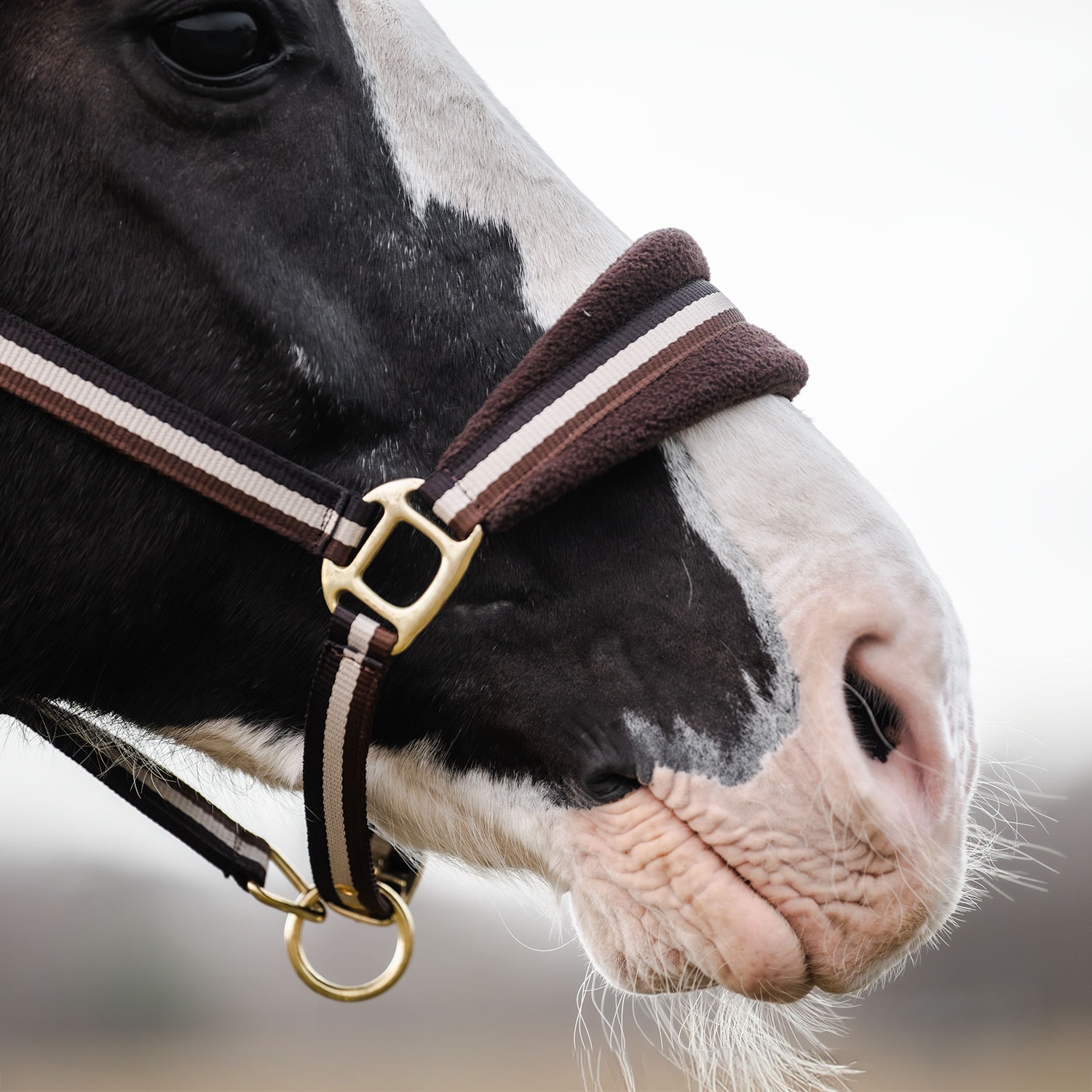 Grime Loretin Fairfield®