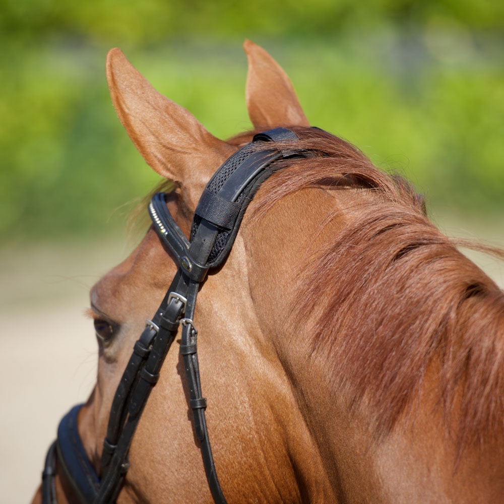 Nakkebeskytter Hest  Back on Track®